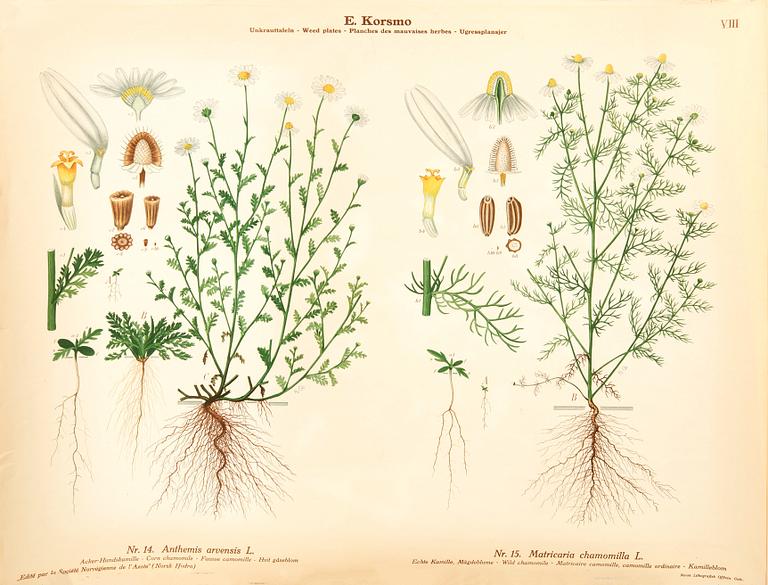 Emil Korsmo, 24 lithographic weed posters.