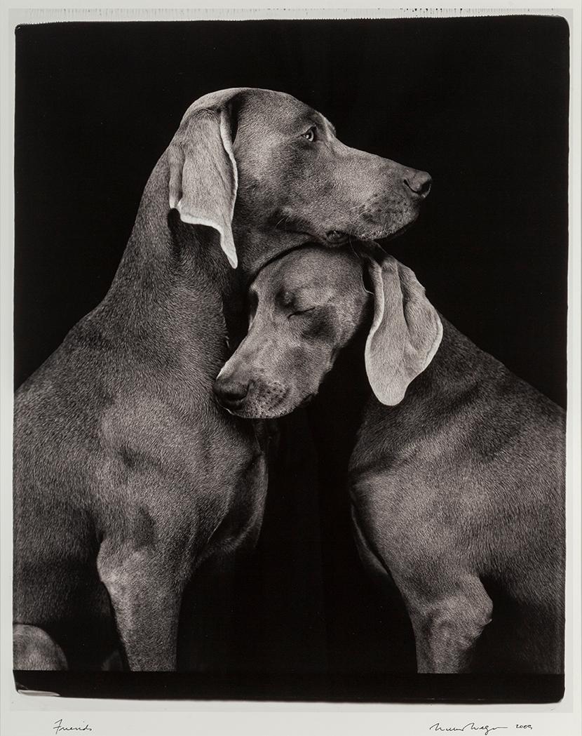 WILLIAM WEGMAN, fotografi, signerat och daterat -09.