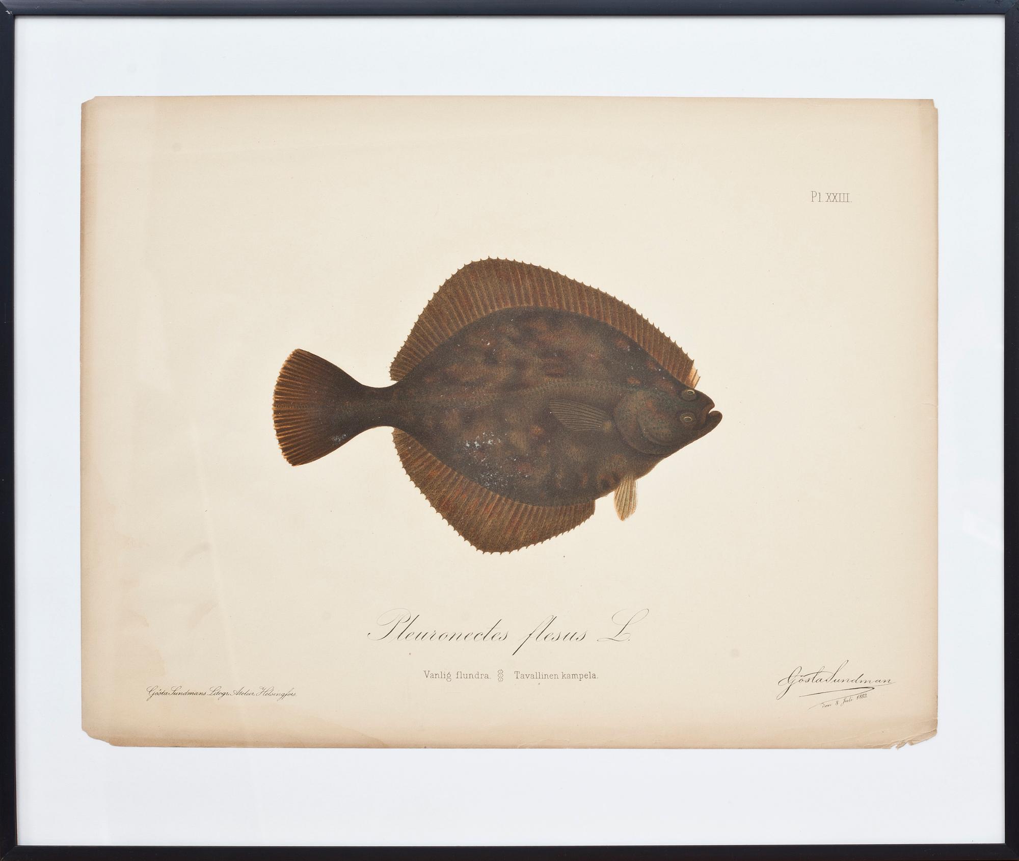 GÖSTA SUNDMAN,cromolitografi, signatur i tryck, daterad samt numrerad Pl. XXIII.