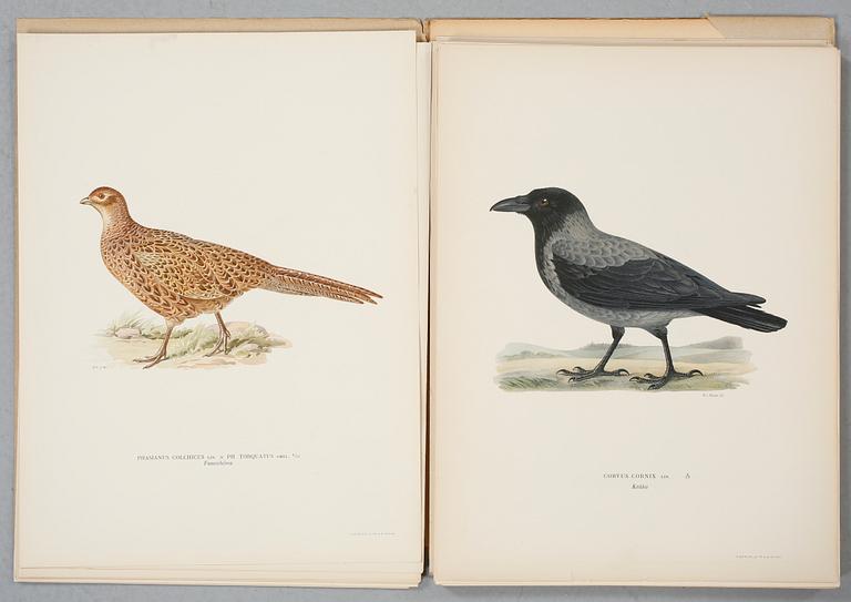 LITOGRAFIER, 54 st, Ur "Svenska Fåglar", Bror Hallberg, Magnus och Wilhelm von Wright, 1900-talets första hälft.