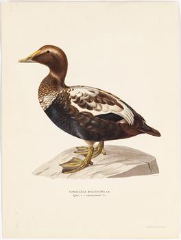 LITOGRAFISKA TRYCK, 10 styck, ur M och W von Wright, Svenska fåglar. Utgivna av A Börtzells.