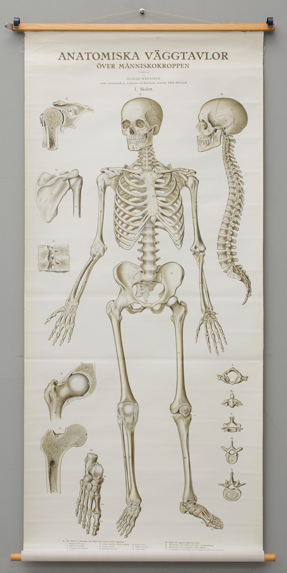 SKOLPLANSCH, "Skelett", Gustaf Wennman, utgiven av P.A Norstedt & Söners förlag Stockholm, 1900-talets första hälft.