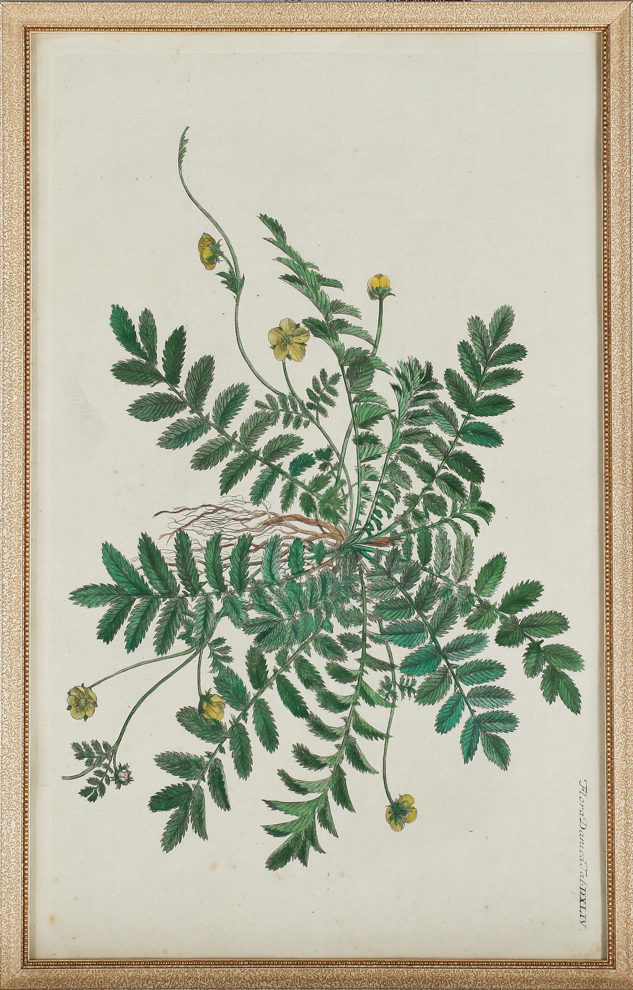 GRAVYRER, 8 st, ur Flora Danica, 1800-tal.