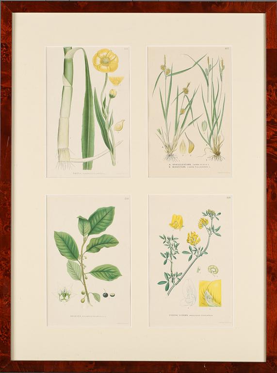 GRAFISKA TRYCK, 8 st, "Nordens flora", C.A.M Lindman, A. Börtzells, Stockholm, 1900-talets första hälft.