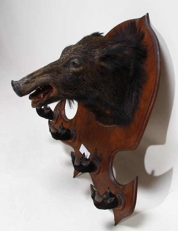 JAKTTROFÉ, vildsvinshuvud och klövar monterade som klädhängare.