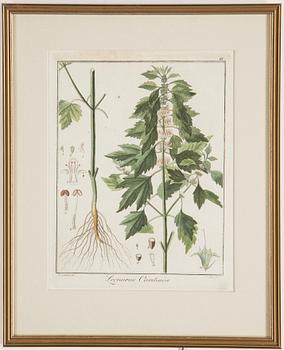 Four 18th century hand coloured engravings.