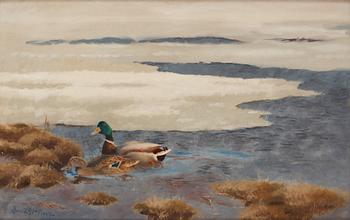 Bruno Liljefors, Winter scene with a mallard couple.