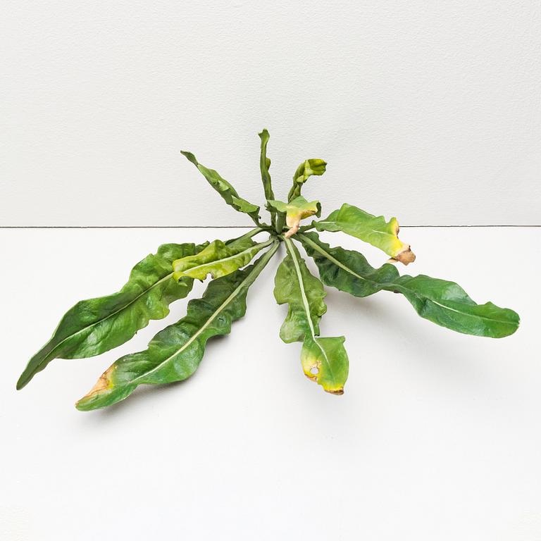 Tony Matelli, "Weed #65".