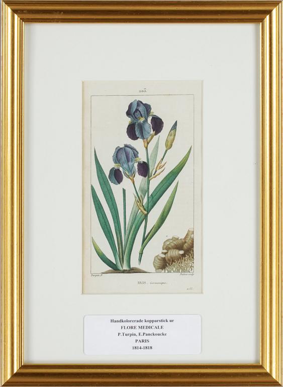 HANDKOLORERADE GRAVYRER, 6 st ur "Flore Médicale" av P.J.F.Turpin mfl, Paris 1814-1818.