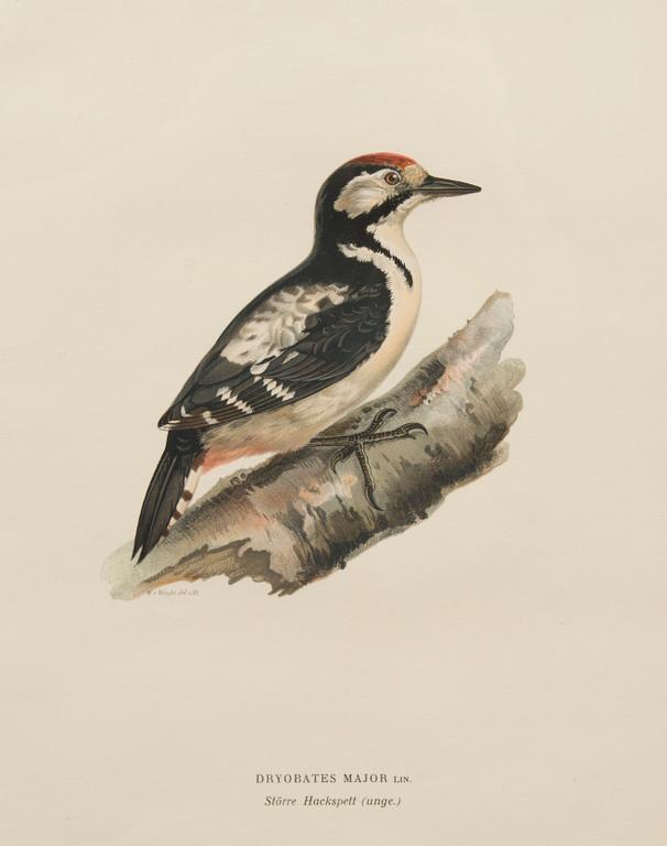 LITHOGRAPHS, 3 pcs, after Wilhelm von Wright and Bror Hallberg. A. Börtzell, Stockholm.