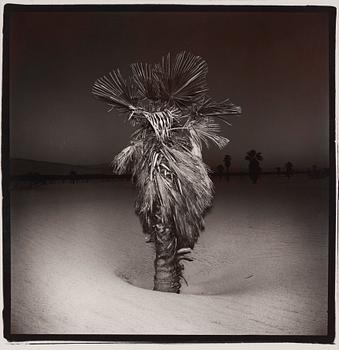 215. Richard Misrach, "Palm #3", 1975.