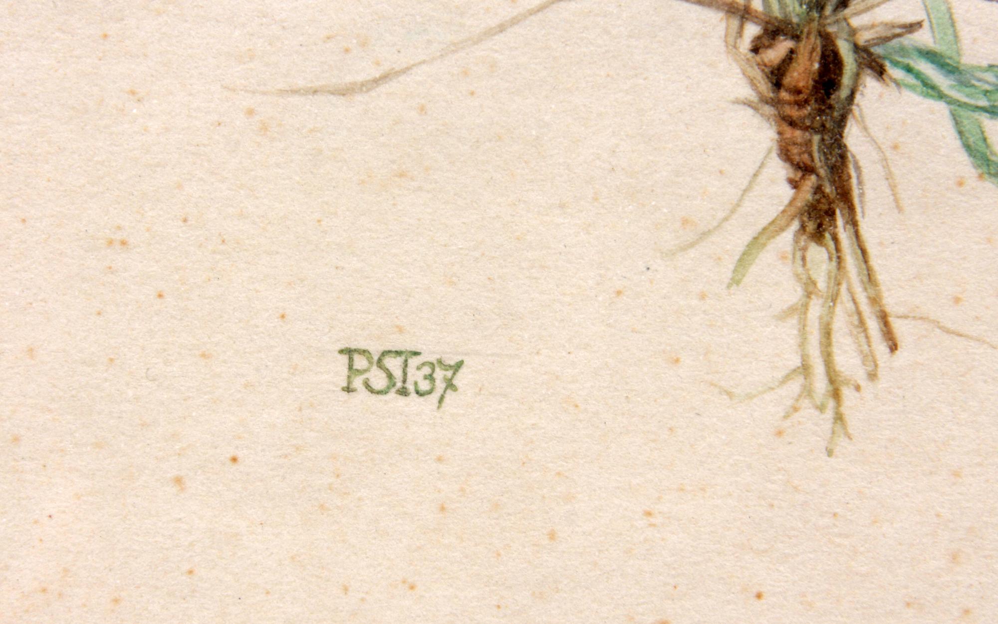 DETLEV STEINEG, akvarell monogramsign. o dat -37.