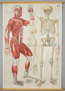 PLANSCH, 1900-talets första hälft.