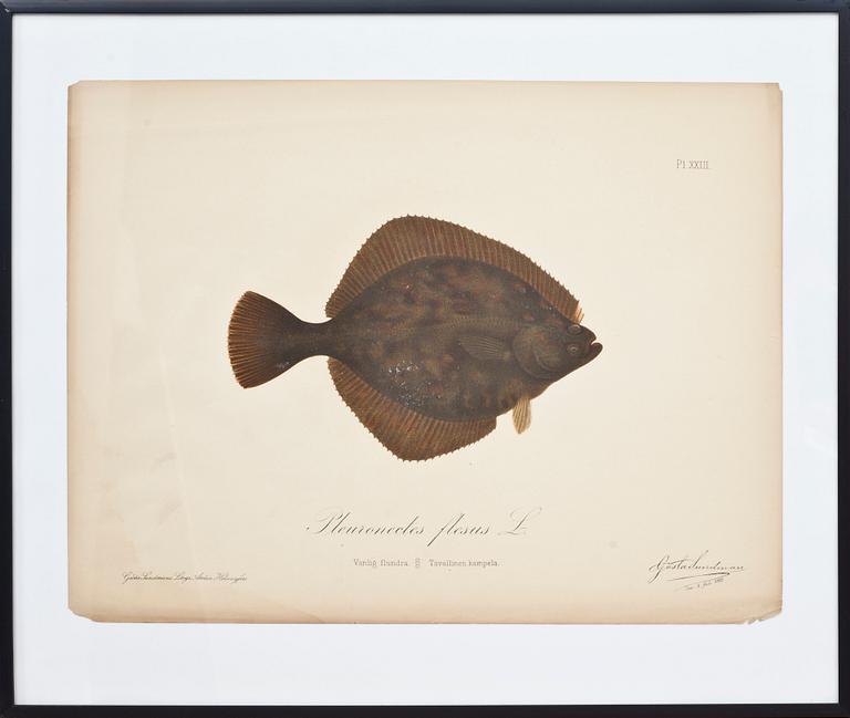 GÖSTA SUNDMAN,cromolitografi, signatur i tryck, daterad samt numrerad Pl. XXIII.