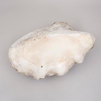 MUSSLA, fossil.
