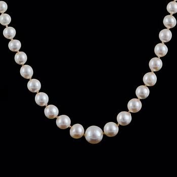 PÄRLCOLLIER, med odlade doserade pärlor.