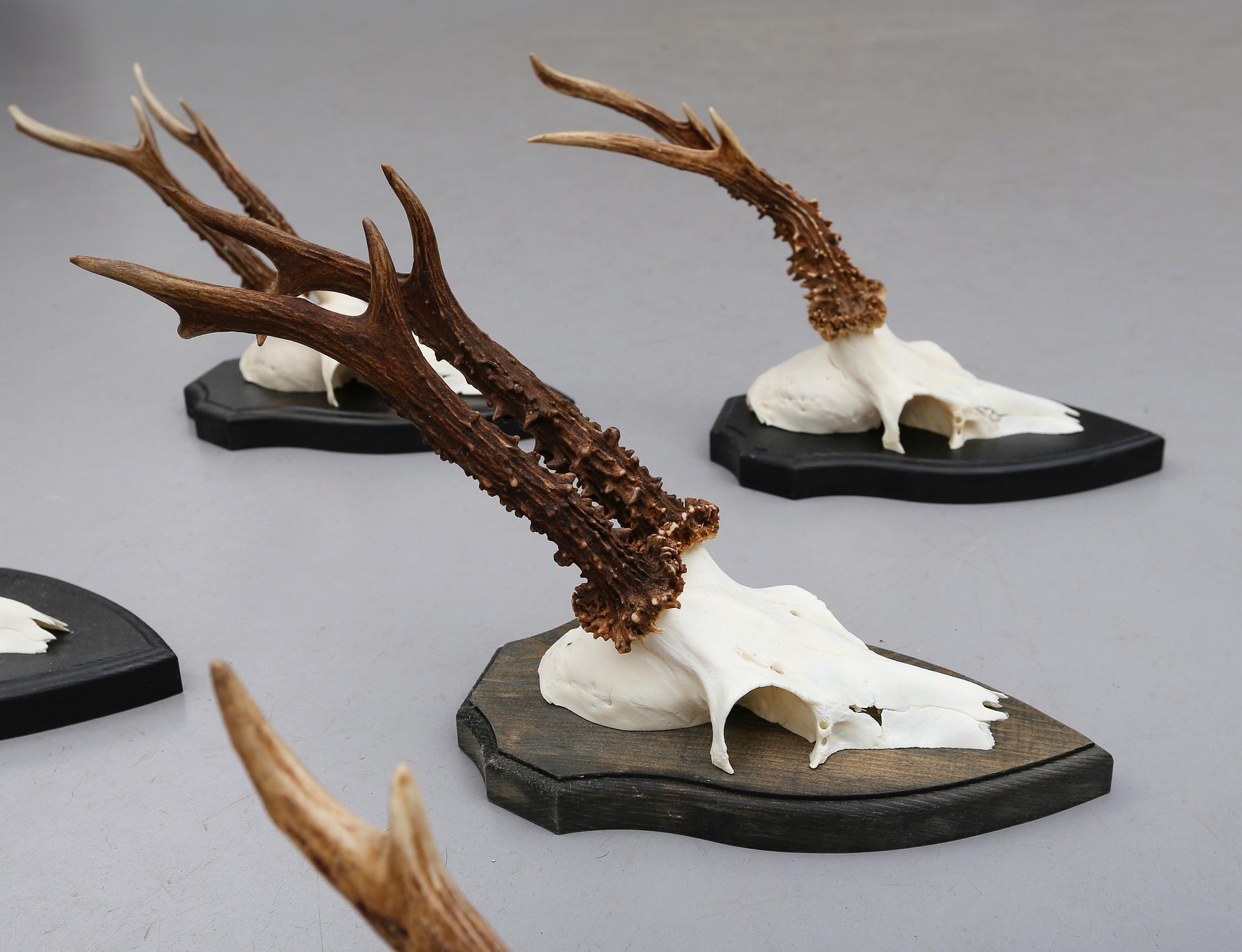 JAKTROFFÉR, 23 st (8+15), 1900-tal.