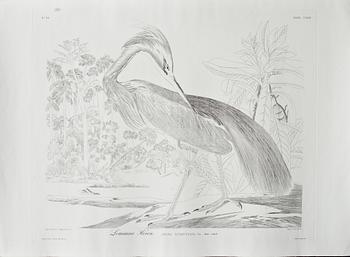 JOHN JAMES AUDUBON, efter, 4 st gravyrer, tryckt 1987.