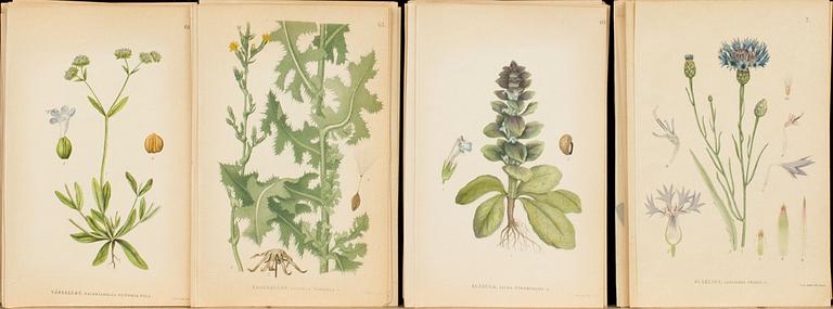 NORDENS FLORA, 140 st litografiska tryck. C.A.M Lindman, Generalstabens litografiska anstalt. 1905.