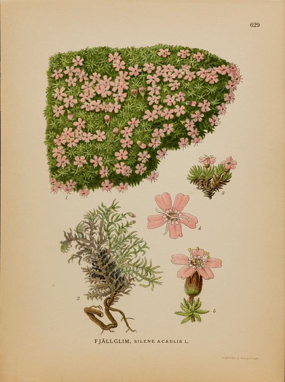 "Nordens flora", 100 pieces  by  C.A.M Lindman, A. Börtzells, Stockholm.