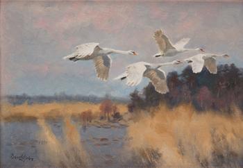 Bruno Liljefors, Swans in flight.