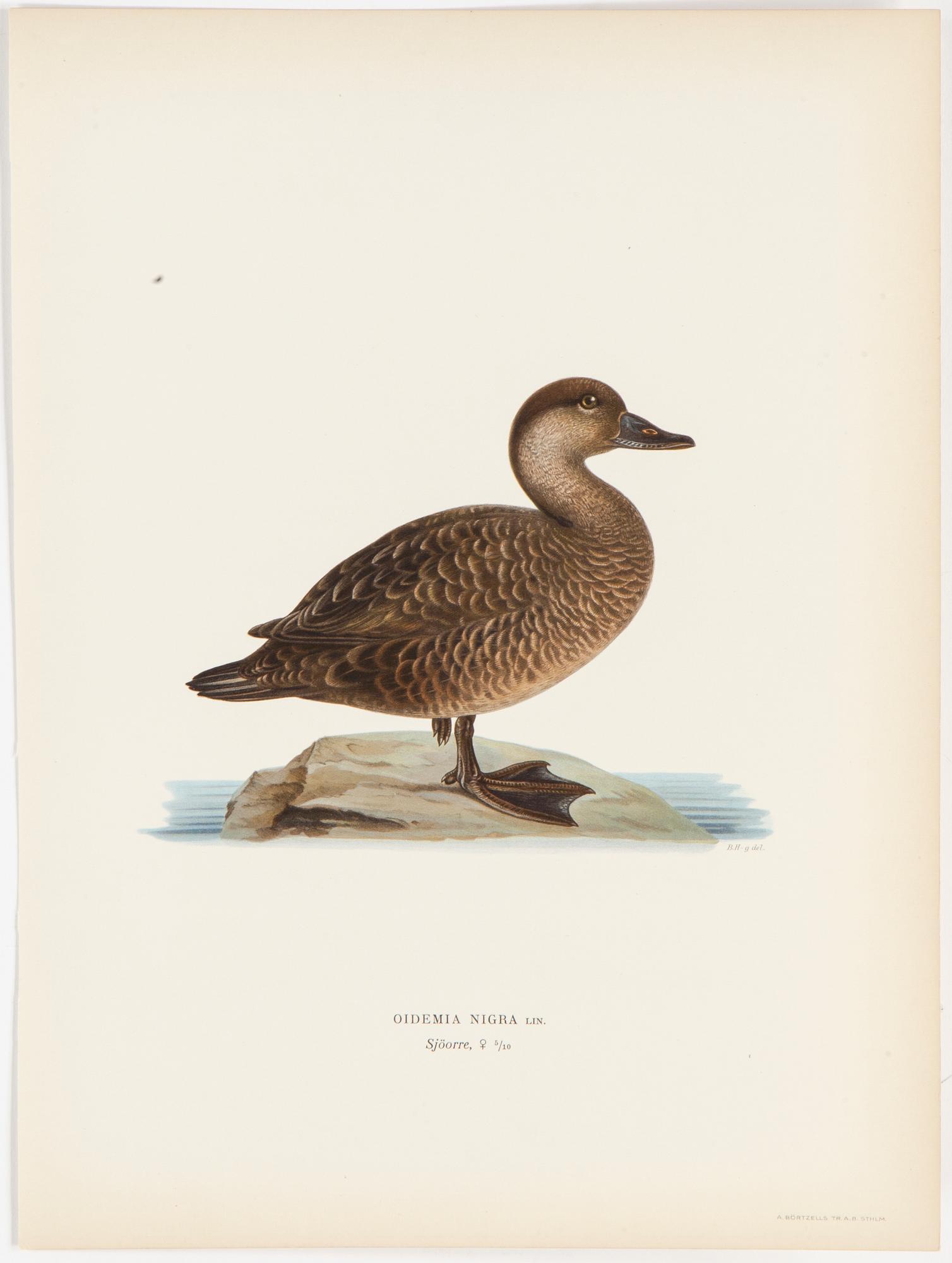 LITOGRAFISKA TRYCK, 40 st, ur M och W von Wrights "Svenska fåglar", A. Börtzells, Stockholm, 1917-29.