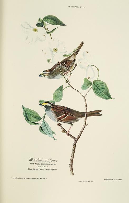 BOK, "The Birds of America", volym I, John James Audubon, numrerad 456/500, 1973.