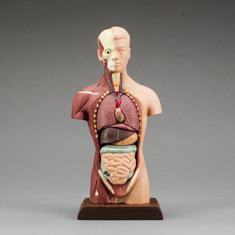 ANATOMISK MODELL, 1900-talet senare del.