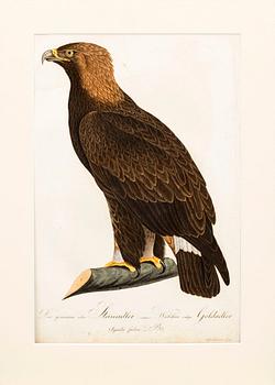 PLANSCHER, kopparstick, 2 st, Ur Teutsche Ornithologie..." 1800-1817, gravör Johann Conrad Susemihl.