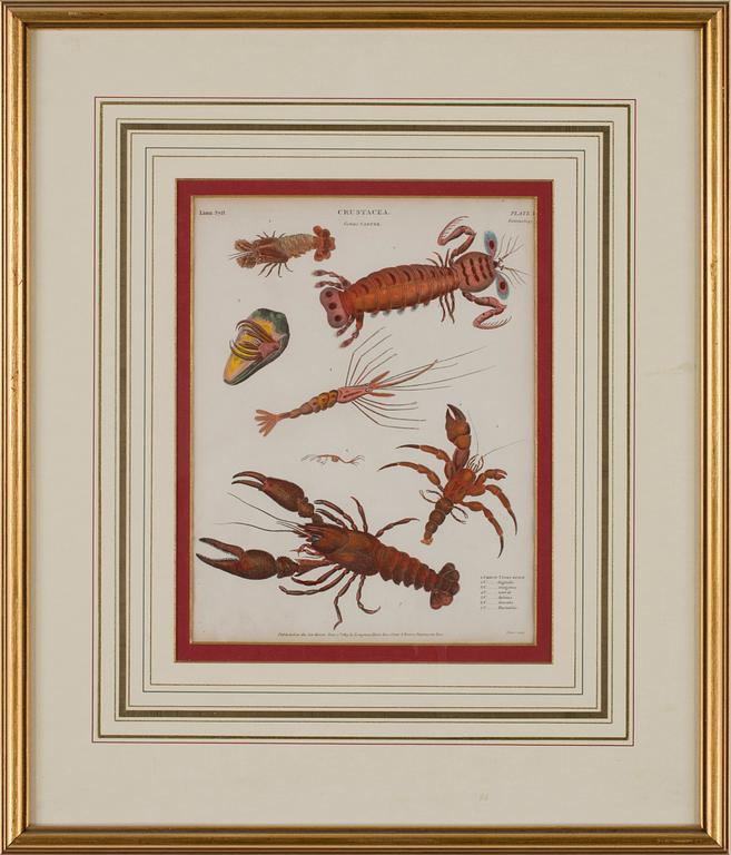 GRAVYRER, 4 stycken, tryck av Longman Hurst, Rees, Orme & Brown, Paternoster Row, tidigt 1800-tal..