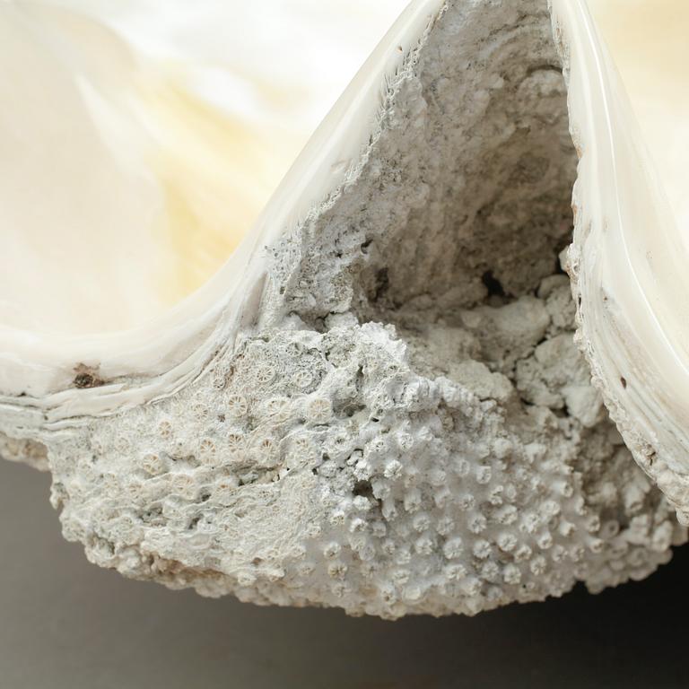 MUSSLA, fossil.