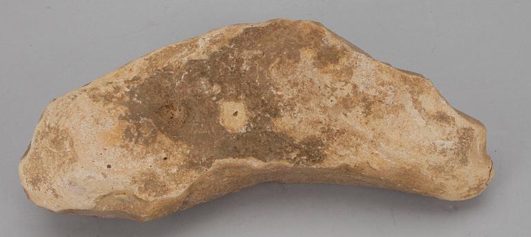 FOSSIL, fisk.