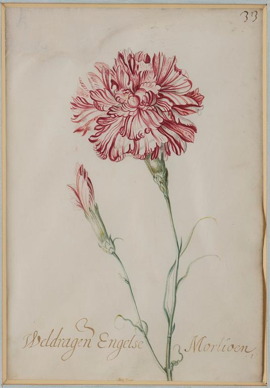 Jacob Marrel Attributed to, Study of flowers (7).