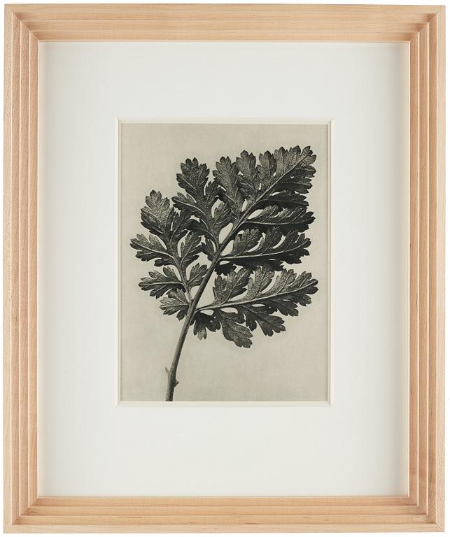 Karl Blossfeldt, "Urformen der Kunst", 1928 (22 parts).