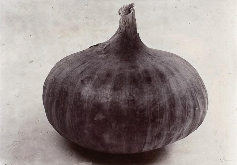 Charles Jones, "Onion Prousham Park Hero", 1900-02.