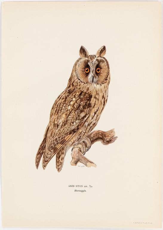 LITHOGRAPH app 120, after M & W von Wrights "Svenska fåglar", A Börtzells, Stockholm, 1917-29.