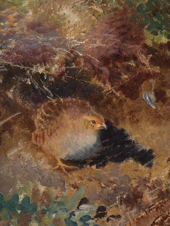 Bruno Liljefors, Partridge with chicks.