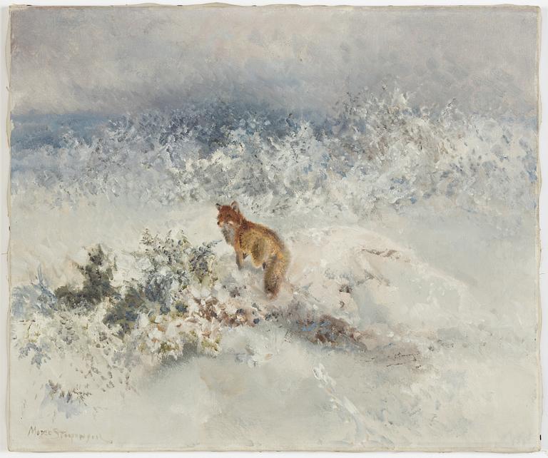 Mosse Stoopendaal, Fox in winter landscape.