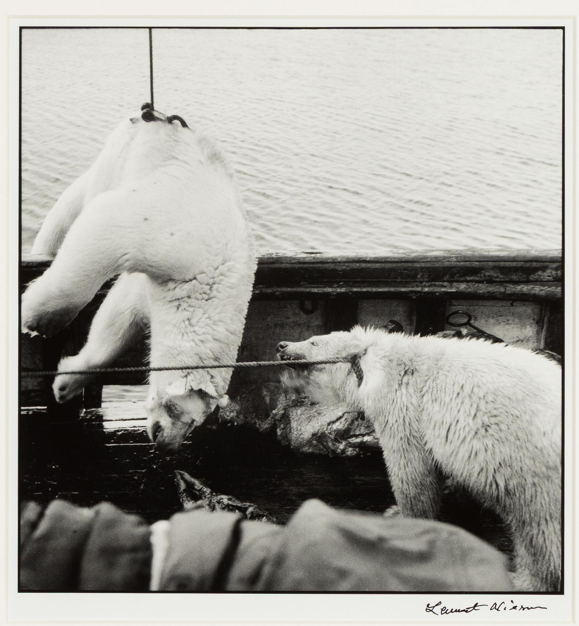Lennart Nilsson,  "Isbjörnsjakt vid Hvitøya (Vitön), Svalbard, Norge 1947".
