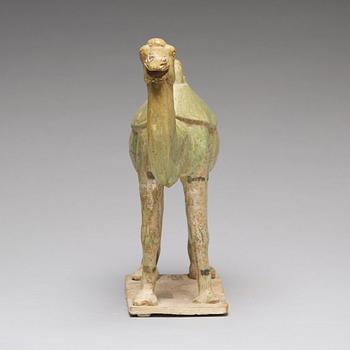 A potted green glazed figure of a camel, Tang dynasty, (618-907).