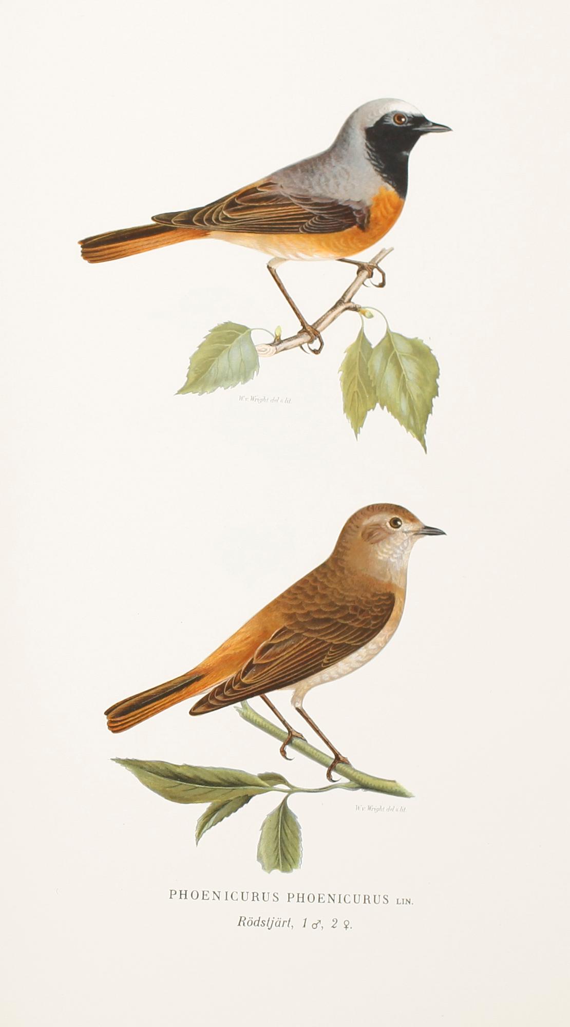 BÖCKER: Svenska Fåglar av M, W och F von Wright, förlaget Svenska Fåglar, andra upplagan, 1927, 3 volymer.