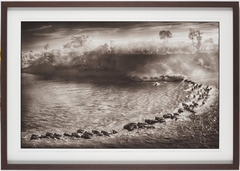 Nick Brandt, "Wildebeest Arc, Maasai Mara", 2006.