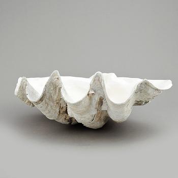 MUSSLA, fossil.