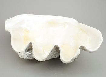 MUSSLA, fossil.