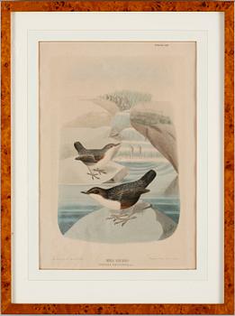 LITOGRAFISKA TRYCK, 4 st, 1900-talets första hälft.