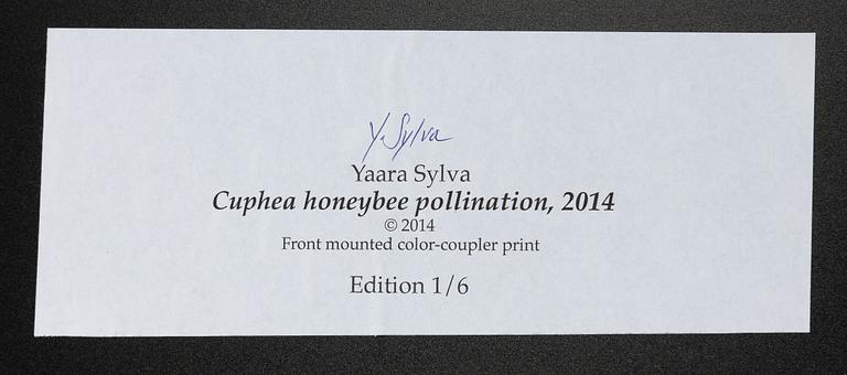 Yaara Sylva, "Cuphea honeybee pollination".
