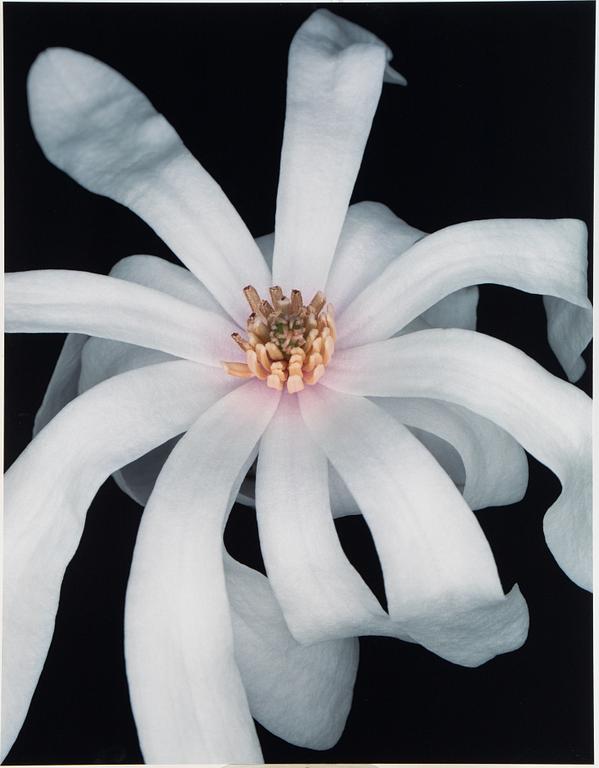 Helene Schmitz, "System och passion2, 4 c-print mounted on aluminum, 2004/2007, signed 10/10.