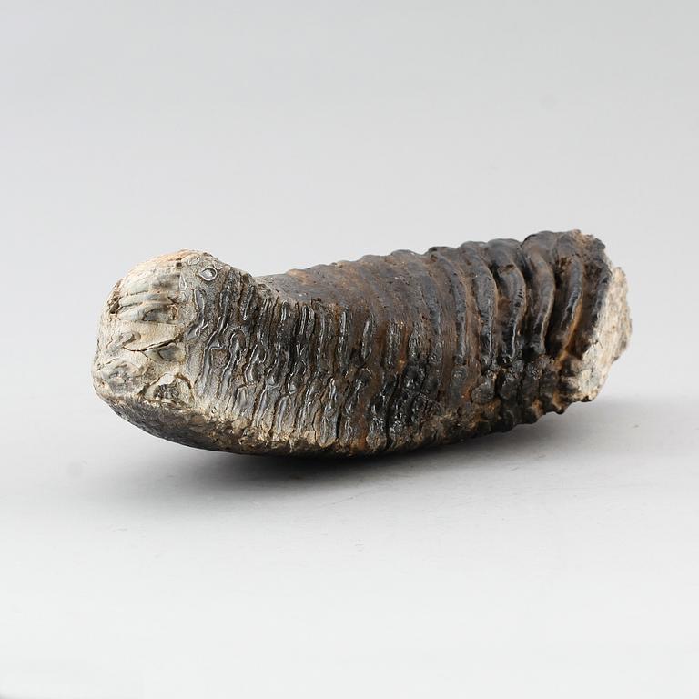 MAMMUTTAND, vikt ca 4,2 kg.