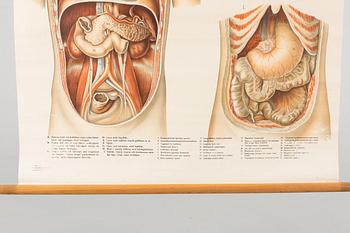 ANATOMISK PLANSCH 1900-talets början.