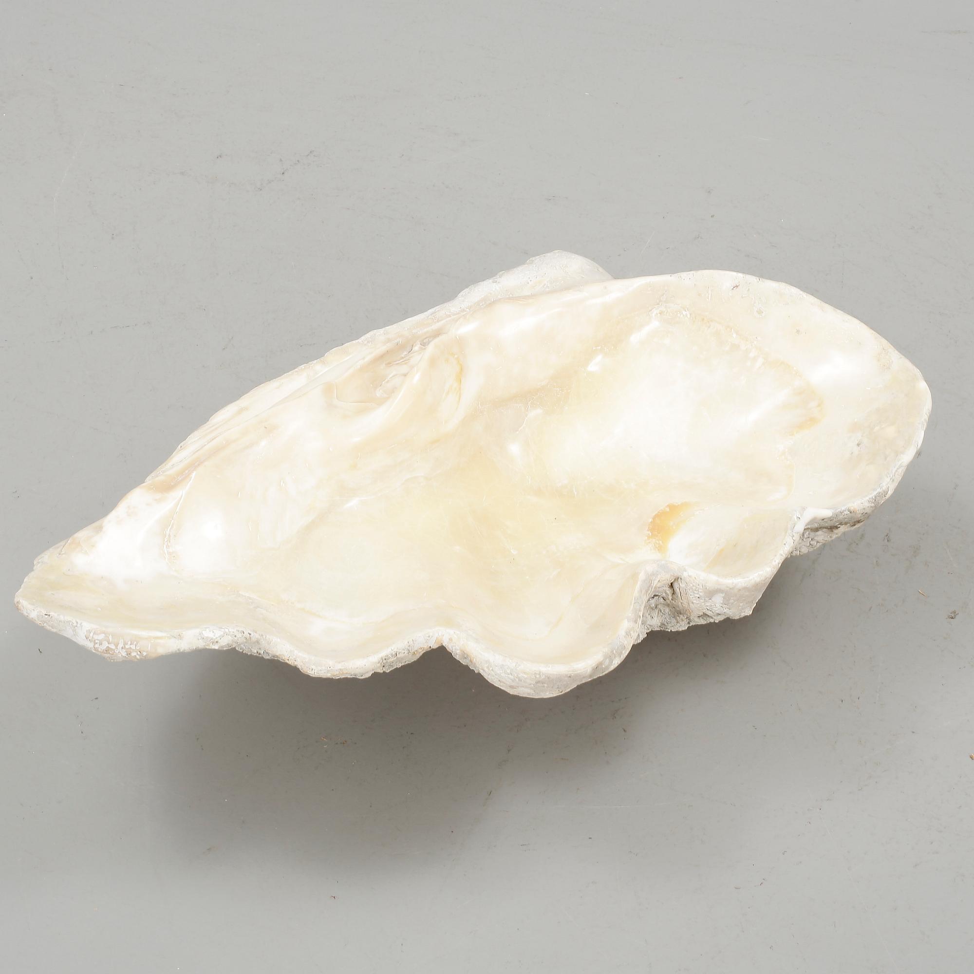 MUSSLA, fossil.